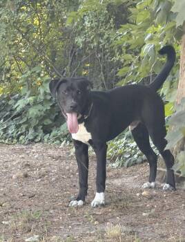 Rusty Wallace -  Black Labrador Retriever and Pit Bull Terrier Dog for Adoption in Huntingtown, Maryland - Rusty Wallace | PetCurious