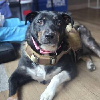 Athena Mae -  Mixed Breed Dog for Adoption in Westhampton, New York - Athena Mae | PetCurious