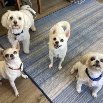 Darla -  Maltese and Shih Tzu Dog for Adoption in Sarasota, Florida - Darla | PetCurious