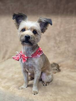Yorkshire Terrier Dogs Available for Adoption - Mercedes | PetCurious