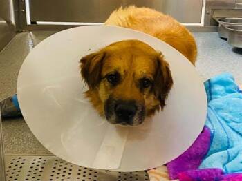 STRUT -  German Shepherd Dog and Labrador Retriever Dog for Adoption in Tustin, California - STRUT | PetCurious