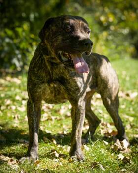 BULLDOZER (0230) -  Cane Corso Dog for Adoption in Bridgeport, Connecticut - BULLDOZER (0230) | PetCurious