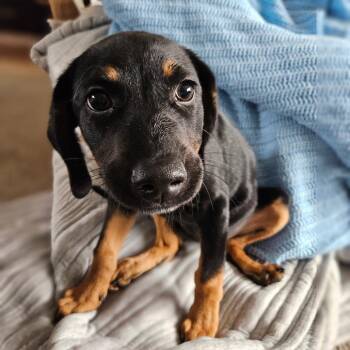 Beagle and Mixed Breed Dogs Available for Adoption - Ruby | PetCurious