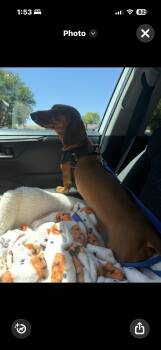 Leo -  Dachshund Dog for Adoption in Hayward, California - Leo | PetCurious
