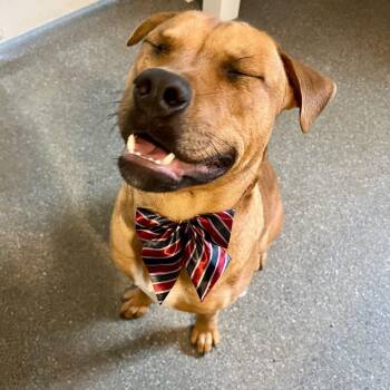 Redbone Coonhound and Mixed Breed Dogs Available for Adoption - Ravioli | PetCurious