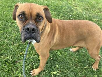 DAISY -  Boxer and Mixed Breed Dog for Adoption in Albuquerque, New Mexico - DAISY | PetCurious