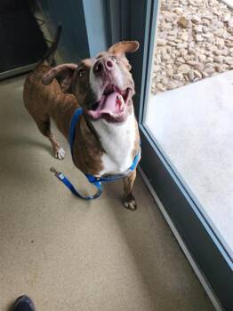 RALPH -  Mixed Breed Dog for Adoption in Newton, North Carolina - RALPH | PetCurious
