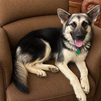 Alessia -  Shepherd and Mixed Breed Dog for Adoption in Buffalo, Minnesota - Alessia | PetCurious