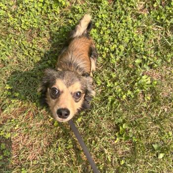 Mochi -  Chihuahua and Dachshund Dog for Adoption in Lynchburg, Virginia - Mochi | PetCurious