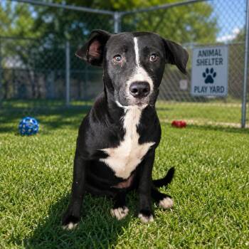 Cherry -  Black Labrador Retriever Dog for Adoption in Orangeburg, South Carolina - Cherry | PetCurious