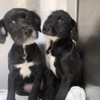 Poodle Dogs Available for Adoption - Leighton 22327 | PetCurious