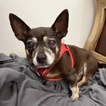 Chihuahua Dogs Available for Adoption in San Francisco, California - Walkman 13991 | PetCurious
