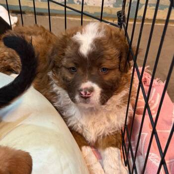 Mixed Breed Dogs Available for Adoption in Flagstaff, Arizona - Tzatziki | PetCurious