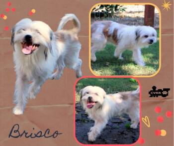 Rescue Lhasa Apso and Shih Tzu Dogs for Adoption in Lindsay, California - Brisco (Ritzy) | PetCurious