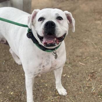 Snowflake -  Boxer and Mixed Breed Dog for Adoption in Riverside, California - Snowflake | PetCurious