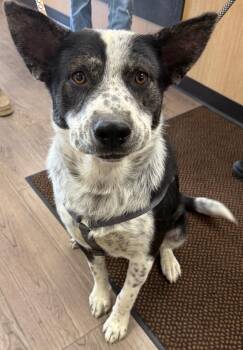 Lancelot -  Husky and Australian Cattle Dog Blue Heeler Dog for Adoption in Gillette, Wyoming - Lancelot | PetCurious