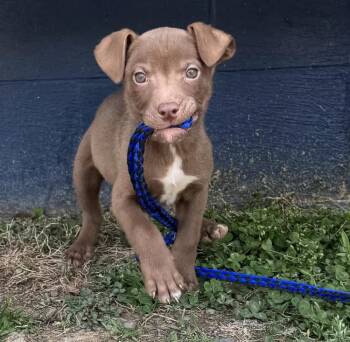 Donatello -  American Staffordshire Terrier Dog for Adoption in Chuckey, Tennessee - Donatello | PetCurious
