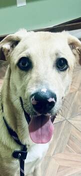 Rescue Labrador Retriever and Australian Shepherd Dogs for Adoption in Houston, Texas - Milo! Playful And Sweet Sidekick! | PetCurious