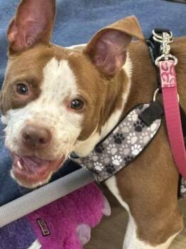 Carmela -  Boston Terrier Dog for Adoption in Benbrook, Texas - Carmela | PetCurious