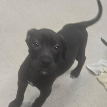 Yeti -  Mixed Breed Dog for Adoption in Milton, Florida - Yeti | PetCurious