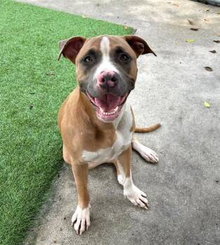 MARIA -  Pit Bull Terrier and Mixed Breed Dog for Adoption in Fort Myers, Florida - MARIA | PetCurious