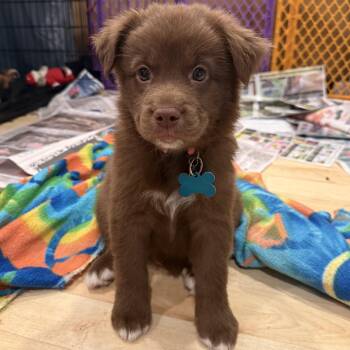 Retriever and Australian Shepherd Dogs Available for Adoption in Minneapolis, Minnesota - Marvin | PetCurious