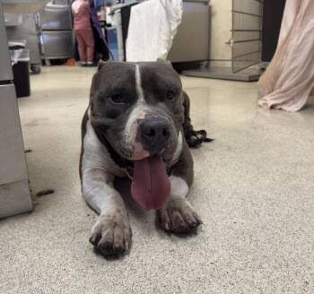 PORK -  Pit Bull Terrier Dog for Adoption in Riverside, California - PORK | PetCurious