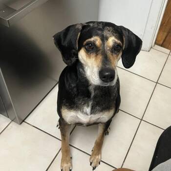 Mixed Breed Dogs Available for Adoption in New York, New York - Sweetie Pie | PetCurious