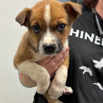 Shepherd Dogs Available for Adoption in Birmingham, Alabama - Solomon | PetCurious