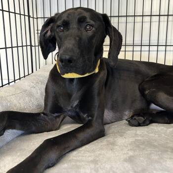 Dorsey -  Black Labrador Retriever Dog for Adoption in Hinesville, Georgia - Dorsey | PetCurious