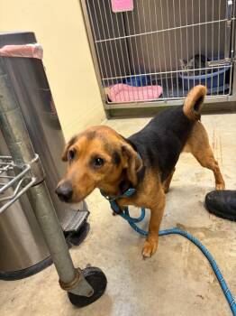 Dodger -  Hound and Mixed Breed Dog for Adoption in Rensselaer, Indiana - Dodger | PetCurious
