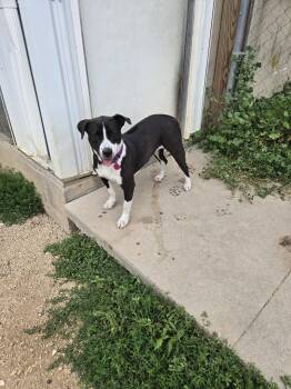 Sun -  Black Labrador Retriever Dog for Adoption in Maquoketa, Iowa - Sun | PetCurious