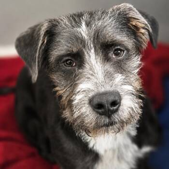 Sybil -  Terrier Dog for Adoption - Sybil | PetCurious