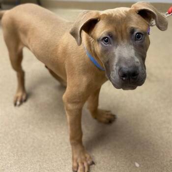 OTTER POP -  Pit Bull Terrier Dog for Adoption in Aurora, Colorado - OTTER POP | PetCurious