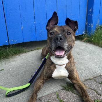 Lenny -  Pit Bull Terrier Dog for Adoption in Buffalo, New York - Lenny | PetCurious