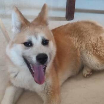 Rescue Akita and Siberian Husky Dogs for Adoption in Ridgefield, Washington - Mr. Happy Hatch( Hachiko) | PetCurious