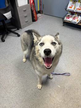 Athens -  Husky Dog for Adoption in Evansville, Indiana - Athens | PetCurious