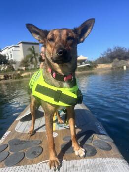 Rescue German Shepherd Dog and German Pinscher Dogs for Adoption in San Diego, California - Mallory | PetCurious