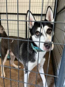 Hemi Husky -  Husky Dog for Adoption in Ashland, Wisconsin - Hemi Husky | PetCurious