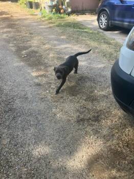BLUEBELL -  Pit Bull Terrier and Mixed Breed Dog for Adoption in Dallas, Texas - BLUEBELL | PetCurious