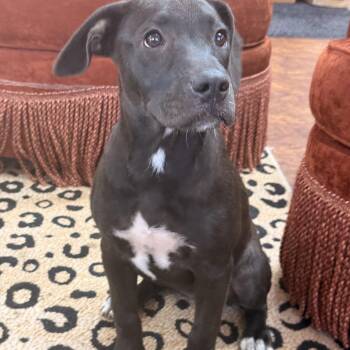 Faith -  Black Labrador Retriever and Mixed Breed Dog for Adoption in Atlanta, Texas - Faith | PetCurious