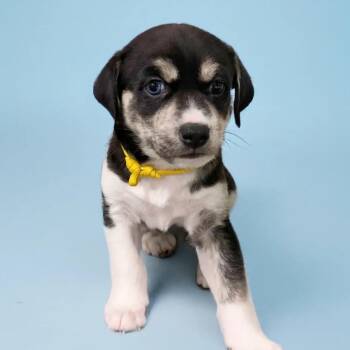 Beagle and Husky Dogs Available for Adoption in Scottsdale, Arizona - Jingles | PetCurious