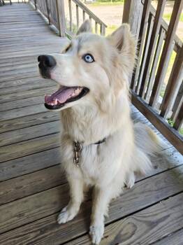 Buddy -  Husky Dog for Adoption in Worcester, Massachusetts - Buddy | PetCurious