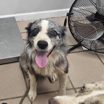 Dooney -  Australian Shepherd Dog for Adoption in Starkville, Mississippi - Dooney | PetCurious