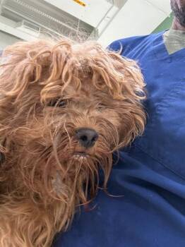 Shih Tzu and Poodle Dogs Available for Adoption - MOOSE | PetCurious