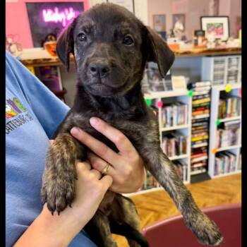 Stitch -  Labrador Retriever Dog for Adoption in Semmes, Alabama - Stitch | PetCurious