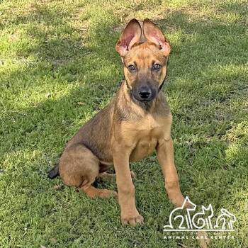 Belgian Shepherd Malinois Dogs Available for Adoption - CHLOE | PetCurious