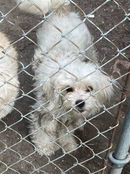 MADAM -  Poodle Dog for Adoption in Dallas, Texas - MADAM | PetCurious