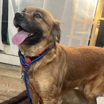 Shepherd Dogs Available for Adoption in Raleigh, North Carolina - Shirley | PetCurious