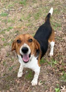 Beagle Dogs Available for Adoption in Corsicana, Texas - Charlie | PetCurious